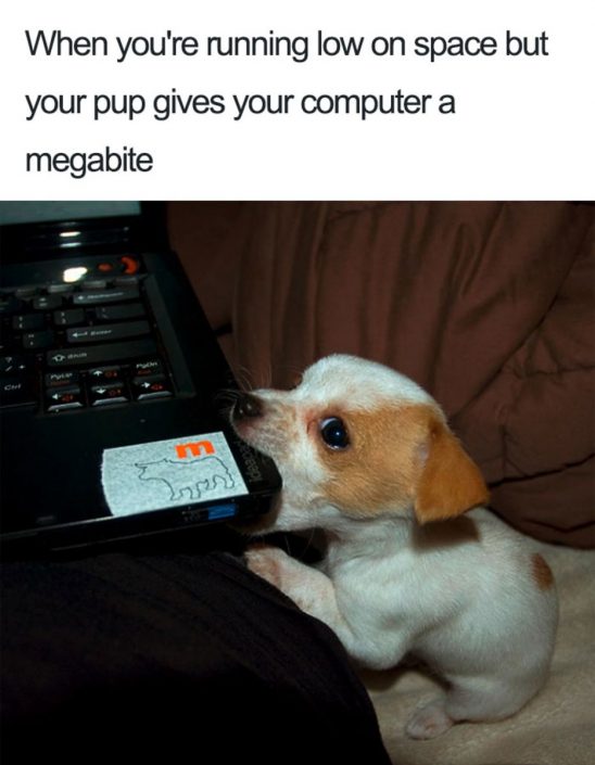 Dog and puppy memes