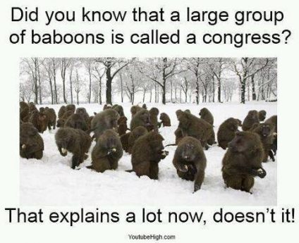 babboons and business obstructionists